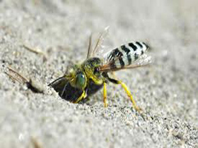 digger wasp