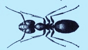 carpenter-ant-treatment-pest-control-exterminators-holliston-ma
