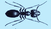 black-carpenter-ant-treatment-exterminator-pest-control-holliston-ma