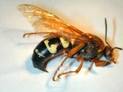 european-hornet-nest-removal-hubbardston-ma