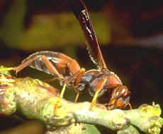 paper-wasp-control-lincoln-ma-carpenter-bee-removal