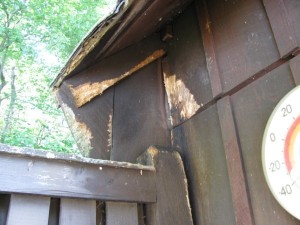Milton-MA-Squirrel Damage to Shed