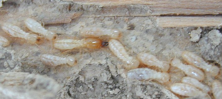 Termite Control - Newton MA, Termite Treatment Newton MA