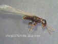 Pest Control -Massachusetts-Termite-Control-Treatment-Inspections-Winged-Termite-Queen-Swarmer