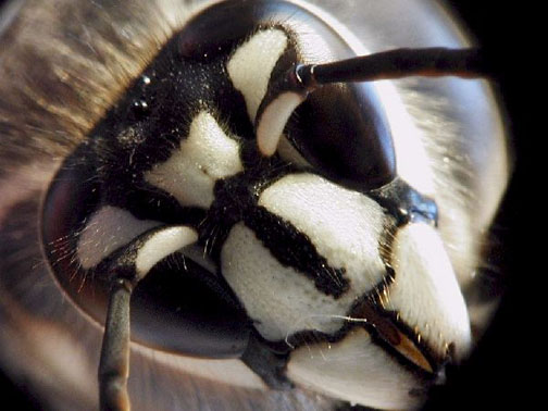 bald-faced-hornet-removal-andover-ma-bee-control