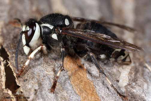 hornet-wasp-bee-control-medway-ma-bee-removal