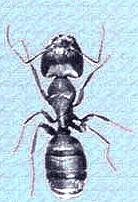 ant picture