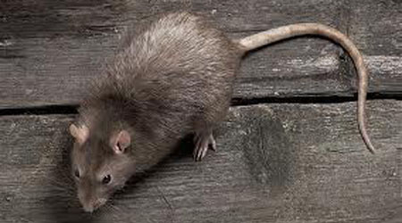mouse-pest-control-dracut-ma-rodent-rat-mice-extermination-rodent-exterminating-control