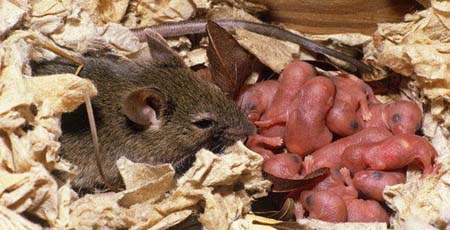 mouse-pest-control-chelmsford-ma-rat-mice-extermination-rodent-exterminating-control