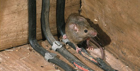 rodent-control-arlington-ma-house-mouse-chewing-electrical-wiring