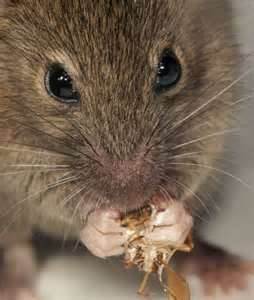 What do mice eat?