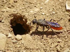digger-wasp-control-stow-ma-hornet-bee-removal