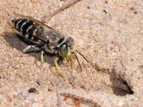 ground-bee-yellow-jacket-removal-swampscott-ma