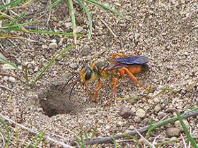 ground-bee-wasp-removal-billerica-ma-bee removal