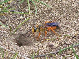 ground-bee-wasp-removal-hingham-ma-bee removal