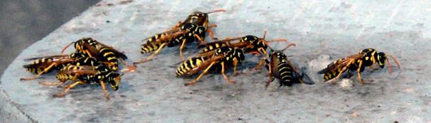 wasp-nest-removal-hopedale-ma-bee-hornet-yellow-jacket-control