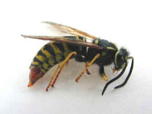 yellow-jacket-control-bridgewater-ma-was-hornet-nest-removal