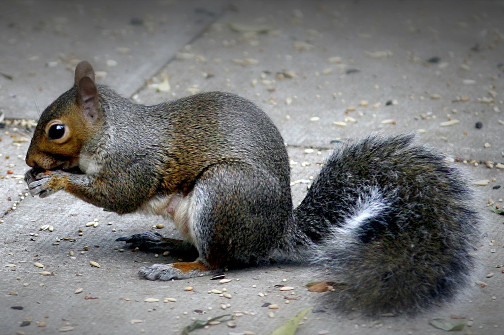 grey-squirrel-feeding-squirrel-control-fitchburg-ma