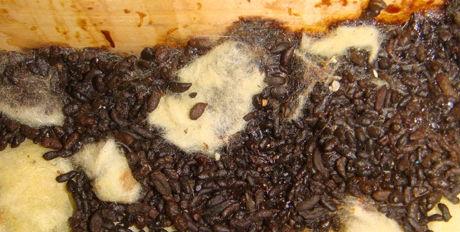 http://www.securitypest.com/wp-content/uploads/2014/01/Flying-Squirrel-Droppings.jpg