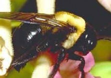 carpenter-bees-pest-control-braintree-ma-hornet-wasp-nest-removal