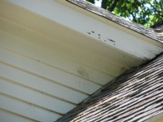 carpenter-bee-damage-braintree-ma-hornet-bee-removal