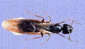 carpenter-ant-swarmer-ant-termite-pest-control-exterminators-sudbury-ma