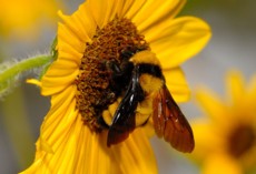bumble-bee-ground-bee-carpenter-bee-removal-west-newbury-ma