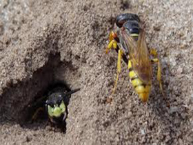 yellow-jacket-control-west-newbury-ma-wasp-nest-removal