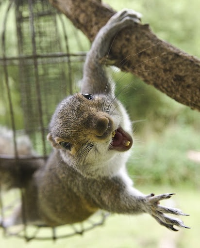 https://www.securitypest.com/wp-content/uploads/2013/12/Squirrel-climbing-out-of-bird-feeder.jpg