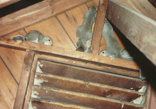 Flying Squirrels Removal - Squirrels in Attic