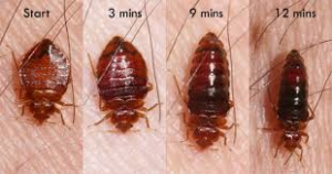 Images of a bed bug growing in size after feeding on a person for 3, 9 and 12 minutes