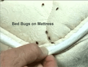 Bed bug inspection finding bed bugs on mattress corner